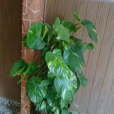 Guest house Pension Puerto Silla